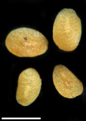 Veronica arvensis. Seeds. Scale = 1 mm.
 Image: P.J. Garnock-Jones © P.J. Garnock-Jones CC-BY-NC 3.0 NZ